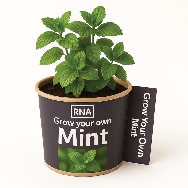 Desktop Herb Garden - Image 4