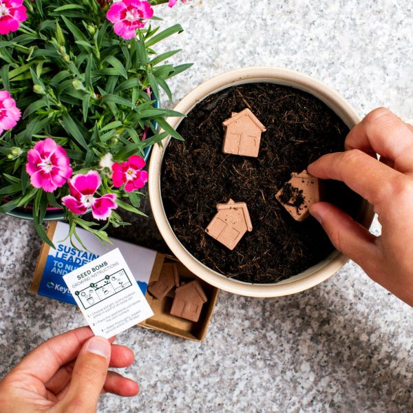House-Shaped Seed Bombs - Image 2