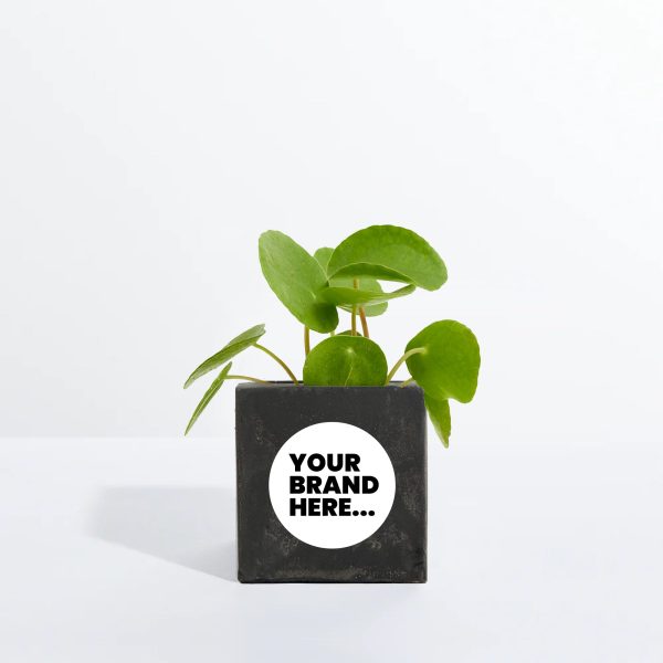 Small Black Concrete Planted Pot - Printed - Image 3