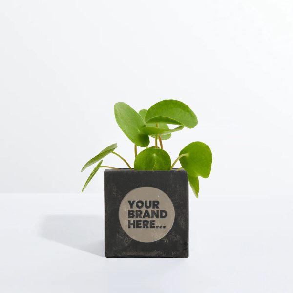 Small Black Concrete Planted Pot - Engraved - Image 3