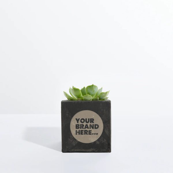 Small Black Concrete Planted Pot - Engraved - Image 5