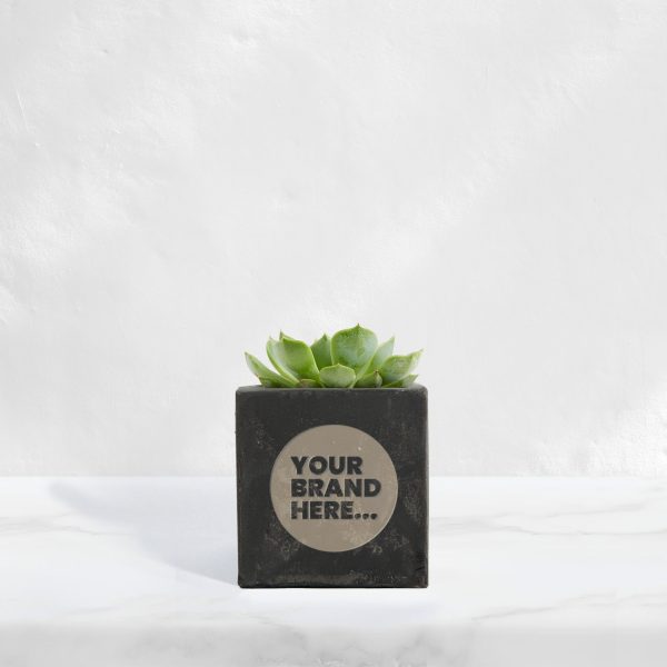 Small Black Concrete Planted Pot - Engraved - Image 2