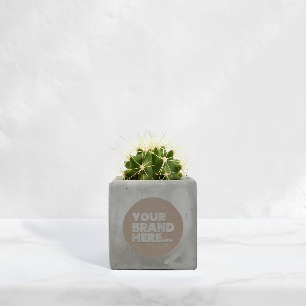 Small Grey Concrete Planted Pot - Engraved - Image 5