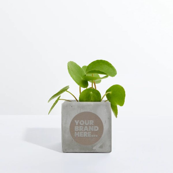 Small Grey Concrete Planted Pot - Engraved - Image 4