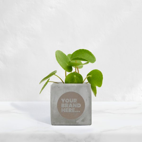 Small Grey Concrete Planted Pot - Engraved - Image 3