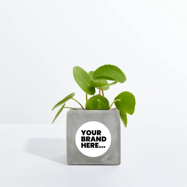 Small Grey Concrete Planted Pot - Printed - Image 4