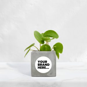 Small Grey Concrete Planted Pot - Printed