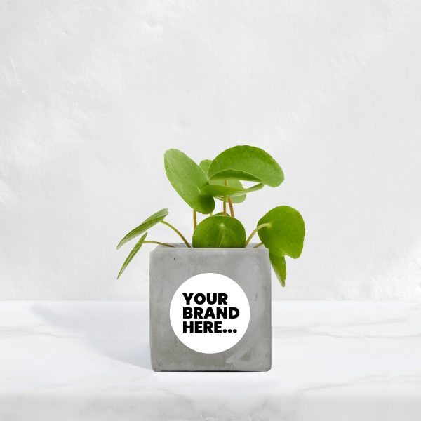 Small Grey Concrete Planted Pot - Printed