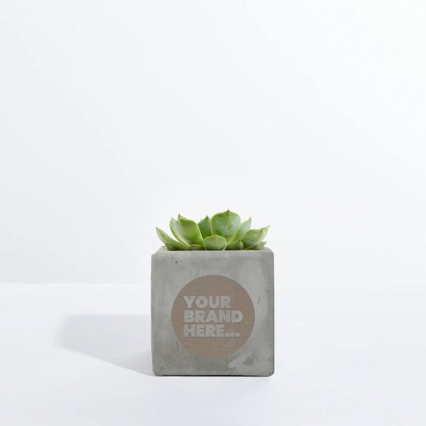 Small Grey Concrete Planted Pot - Engraved - Image 7
