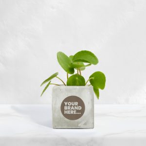 Small Marble Concrete Planted Pot - Engraved