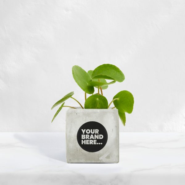 Small Marble Concrete Planted Pot - Printed - Image 2