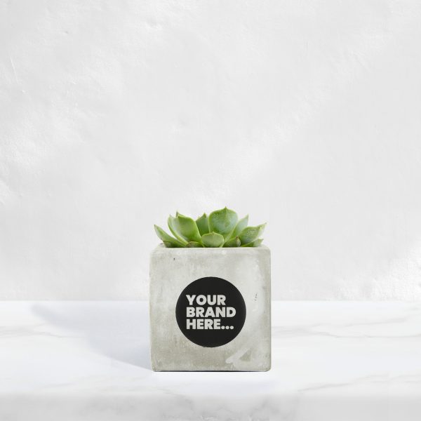 Small Marble Concrete Planted Pot - Printed - Image 3