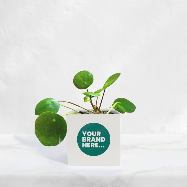 Small White Aluminium Planted Pot - Printed - Image 3