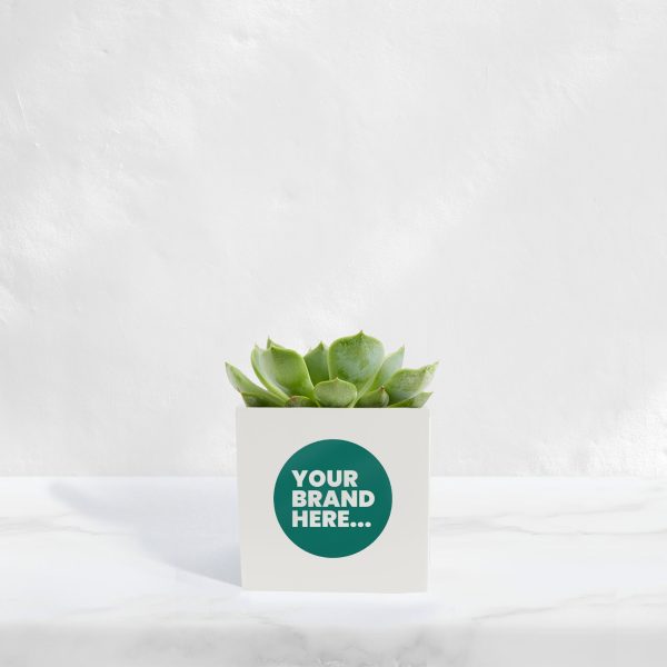Small White Aluminium Planted Pot - Printed