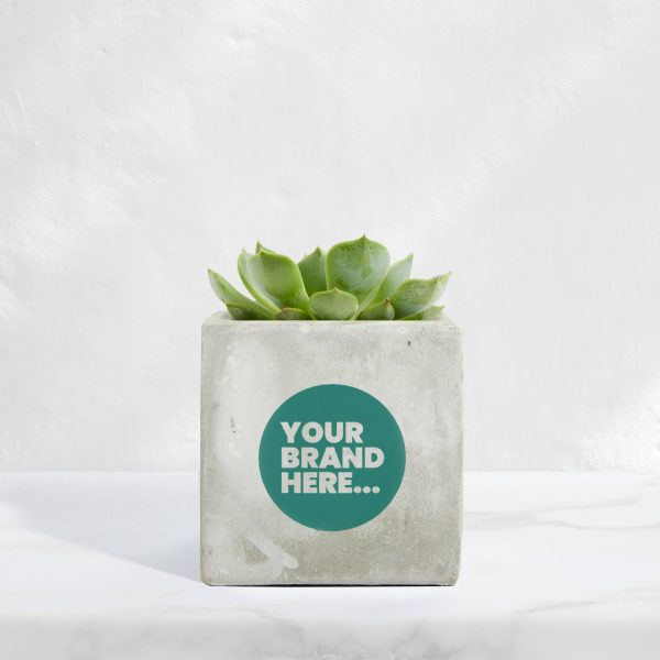 Medium Marble Concrete Planted Pot - Printed