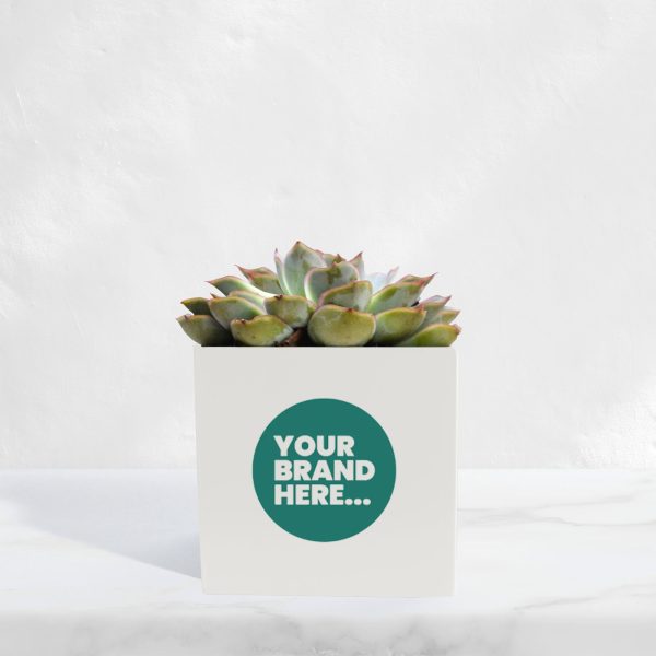Medium White Aluminium Planted Pot - Printed