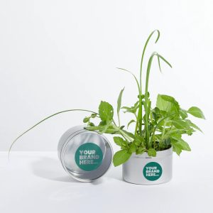 Mini Greenhouse - Bee Mix