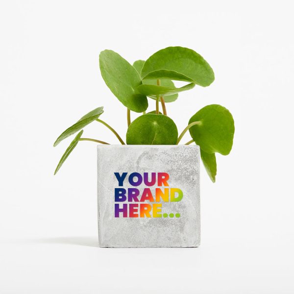 Small Marble Concrete Planted Pot - Printed - Image 4