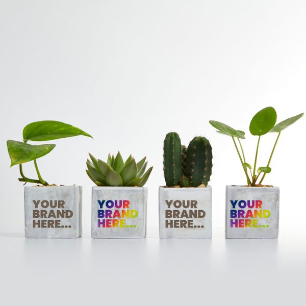 Small Marble Concrete Planted Pot - Engraved - Image 5